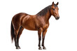 © Thanthara - Powerful brown horse standing still with full body visible isolated on transparency background showing shiny coat and muscular build