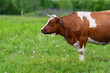 © beholdereye - A lovely Brown and White Cow peacefully Grazing in a Beautiful, Lush Green Field full of Wildflowers