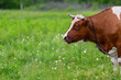© beholdereye - A Beautiful Brown and White Cow Standing Gracefully in a Lush, Green Pasture Environment
