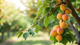 Apricot tree branch full of fruit in the garden on a sunny day