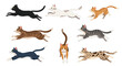 © Aminul - A dynamic collection of eight cats of various breeds and colors, all captured in a fast running or jumping motion, on white.