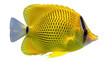 © Elena - Yellow raccoon butterflyfish isolated PNG, tropical fish with black stripes pattern for marine life and aquarium design on transparent background
