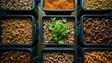 Insect farm containers show various stages of growth mealworms and crickets. Growing green leaves in middle bin indicate plant diet. Food production shows protein source.