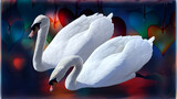 two swans on the colorful romantic heart lake