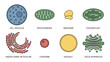 © hasan - Colorful Diagram of Plant Cell Organelles with Labels Nucleus Mitochondria Ribosome Chloroplast ER Lysosome Vacuole Golgi Apparatus for Education and Science