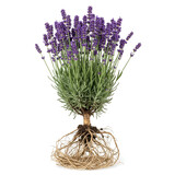 Mature lavender plant with roots and purple flower spikes