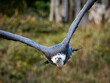 © Colombe Delons - Vautour fauve (Gyps fulvus) en vol et posé lors d’une démonstration de rapaces, grand vautour nécrophage en parc animalier