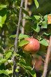 © nahhan - Branch with apple fruit - Latin name - Malus domestica Florina