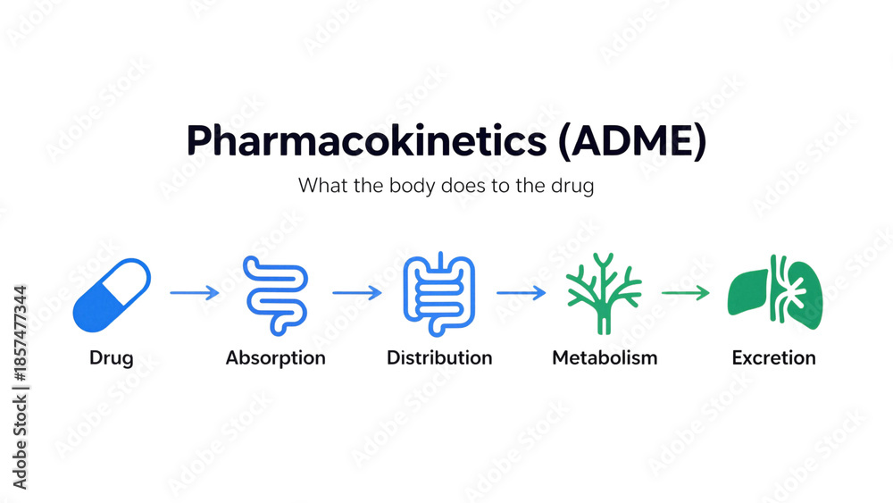 Pharmacokinetics ADME Diagram: Absorption, Distribution, Metabolism ...