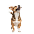 © Creative Design - Playful puppy looking up isolated on transparent background