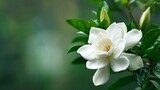 An exquisite white gardenia bloom unfurls its delicate petals, enhanced by soft, natural light and vibrant green foliage against an elegant, blurred backdrop.