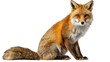 © Sandra - Red fox sitting, looking forward with natural posture, orange fur, fluffy tail, transparent background