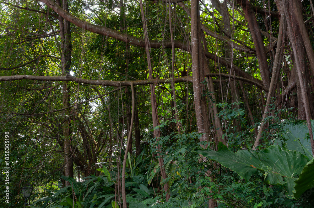Tropical ficus tree with aerial roots forming dense rainforest ...