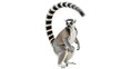 © Solene - Isolated Ring Tailed Lemur standing upright with tail curled around its body animal cute