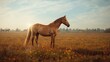 © TheWaterMeloonProjec - Autumn scene with a horse in a farm field, highlighting breeding activity during fall