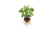 © CreativeBro - Tomato seedling growing in peat pellets with root cover and soil, focused on early plant development