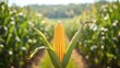 © Giovanni - Green ear of corn displayed at a farm stand emphasizing fresh vegetables for summer cuisine