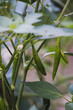 © Ella - Green Chili Peppers Growing Plant With Leaves and Stems in a Garden Setting