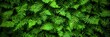 © Ilja - A Serene Landscape Featuring Lush Green Ferns Creating a Tranquil and Inviting Natural Background