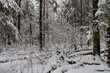 © night87 - dense winter forest with snow-covered pine trees and underbrush