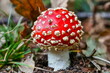 © PereVal-78 - Macro photography of a red fly agaric in an autumn forest
