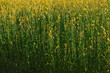 © musicphone1 - Beautiful Yellow flower of Sunn hemp