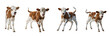 © Jhon .F Kenne - Cow Calf Bos taurus isolated on white background group of four young spotted cattle running jumping playful domestic farm animals set cutout photography