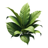 A lush green plant with large leaves on transparent background