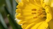 © NAIMAH - A close-up showcases a bright yellow flower with intricately detailed petals, stamens, and a soft, blurred background of green foliage. The sunlight highlights its delicate structure