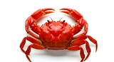Red Crab Isolated on White Background