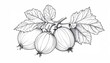 © KALEYA - Detailed Gooseberry Illustration - A Botanical Study in Black and White.