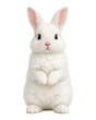 © MJ iceberg - Cute white rabbit standing upright with front paws held together, soft fluffy fur, pink ears, and gentle expression. Centered studio composition isolated on white background, transparent