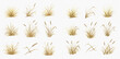 © Akun - Set of dry grass and reeds, various natural plant elements for landscape design and decoration.