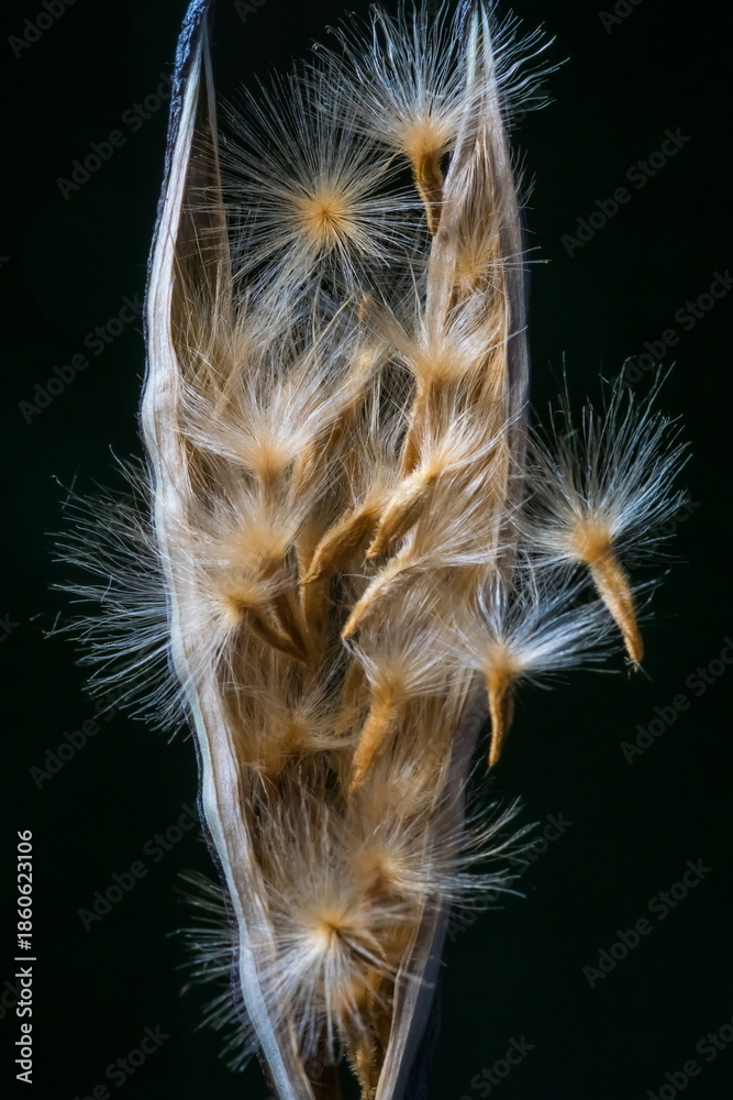 Structure of an open oleander fruit with pod and flying seeds; Nerium ...