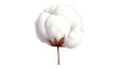 © Rayyan - Realistic rendering of a fluffy, white cotton boll against a pure black background