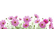 © Lyda - Vibrant pink cosmos bipinnatus flowers, bright yellow centers, emerald stems, and dewy foliage in lower frame, transparent background with copy space, concept of pristine freshness and natural