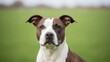 © Dido - Brown and white dog on green grass.