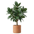 © BTG - Ficus elastica rubber plant in terracotta pot isolated