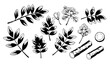 © MstNadiya - Hand drawn licorice medicinal herb vector illustration set isolated on white