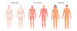 © Sensvector - Human body network set, muscular and skeletal systems of male and female organism. Vector internal organs and parts. Educative anatomy flashcards. Full length educational diagram of man and woman