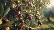© Ainee - An olive tree laden with ripe olives ready for harvest