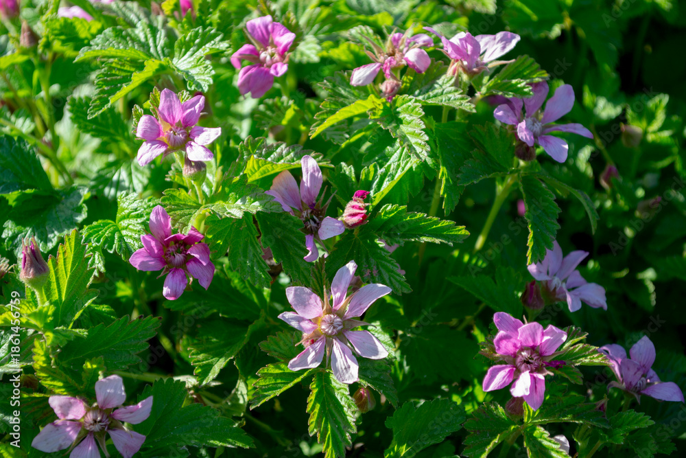 Arctic Raspberry Pictures Blooming arctic raspberry (Rubus arcticus) with pink flowers and green ...