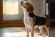 © Tom - tricolor beagle standing on sunlit tiled floor by wooden framed glass door with curtain, warm light and soft shadows, looking up with curious attentive expression