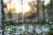 © Joose - Snowy forest underbrush at sunrise, green leaves and branches