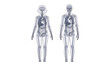 © grvect02 - Detailed anatomical illustration showcasing the internal organs and skeletal structure of both a male and a female human body side by