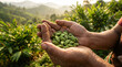 © Classic Frames - Fresh Green Cardamom Pods in Farmer’s Hands on Plantation