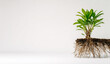© Selvi - Healthy green leafy plant with visible roots growing underground against a plain white background