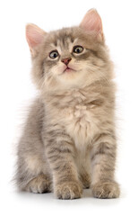  Cute fluffy grey kitten isolated on white background