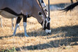 © harshavardhan - The gemsbok is the largest and best known of the four species of oryx, or straight-horned antelope. Although they are sometimes referred to simply as the African Oryx, Gemsbok are not the only oryx in