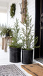 © BG_Illustrations - Outdoor Winter Planters Evergreen Decor Home Entrance